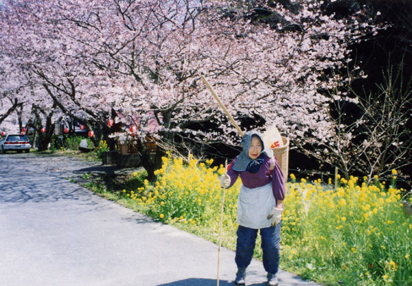 (387)大沢温泉の桜06