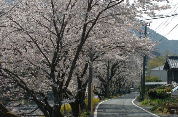 (2393)大沢温泉の桜