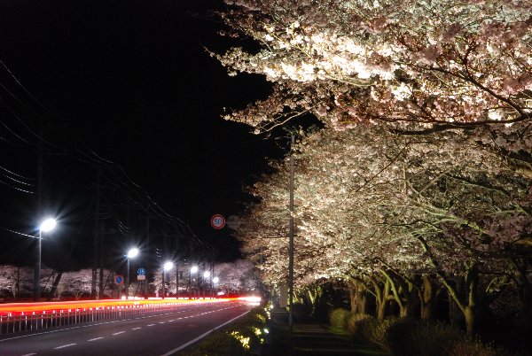 (3103)桜のライトアップ