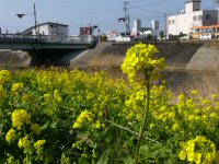 那賀川の菜の花