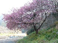 那賀桜