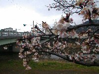 宮の前橋付近の桜