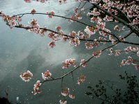 南川の桜