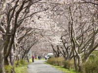 伏倉土手（花のジョギングコース）桜
