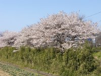 伏倉土手の桜