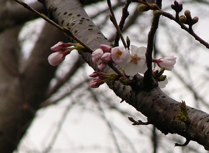 室岩洞の桜開花