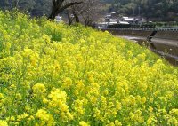 岩科川沿いの菜の花