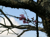 新島橋の桜