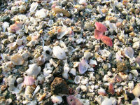 海岸には微小貝が打ち上げられていました