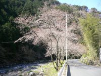 大沢露天風呂付近の桜