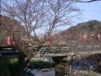 大沢温泉の桜