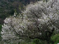 室岩洞付近の桜
