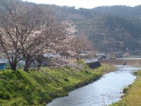 岩科川桜