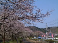 那賀川堤の桜