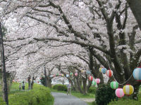 花のジョギングコース桜