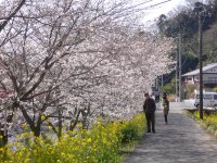 大沢温泉桜