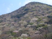 高通山のぼり口付近山桜