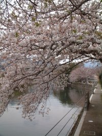 ときわ橋桜