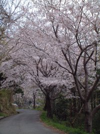 江奈門野線桜