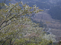 高通山の山桜