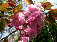 岩地で咲いていた八重桜