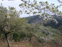 長者ヶ原の山桜