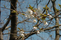 那賀川の桜