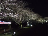 那賀バイパス桜並木ライトアップ