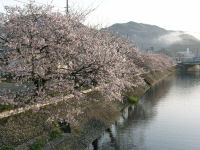 那賀川と桜