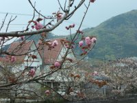 八重桜咲き始め