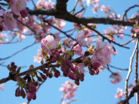 花のジョギングコースの桜