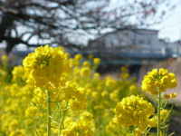 那賀川河川敷の菜の花