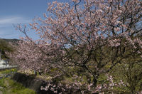 船田の桜
