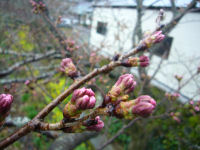 大沢の桜の蕾