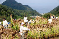 赤米収穫作業