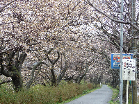 伏倉土手の桜