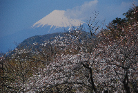 萩谷付近の桜
