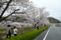 那賀バイパスの桜と花畑