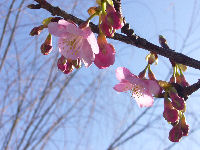 南川沿いの桜