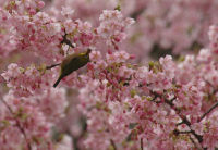 桜にメジロが集まっています