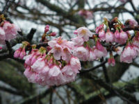 船田橋の桜