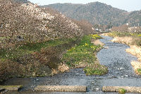伏倉橋下流の早咲きの桜