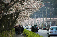 那賀バイパス桜見ごろを迎えました