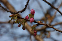 伏倉の早咲きの桜