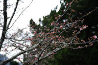 建久寺の桜