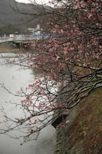 新島橋の桜