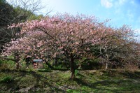 伏倉橋上流河川敷の早咲きの桜