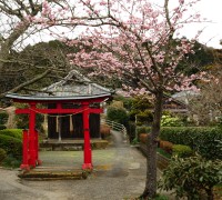 建久寺の早咲きの桜
