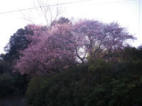 八木山桜