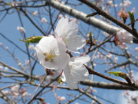 三聖苑の桜